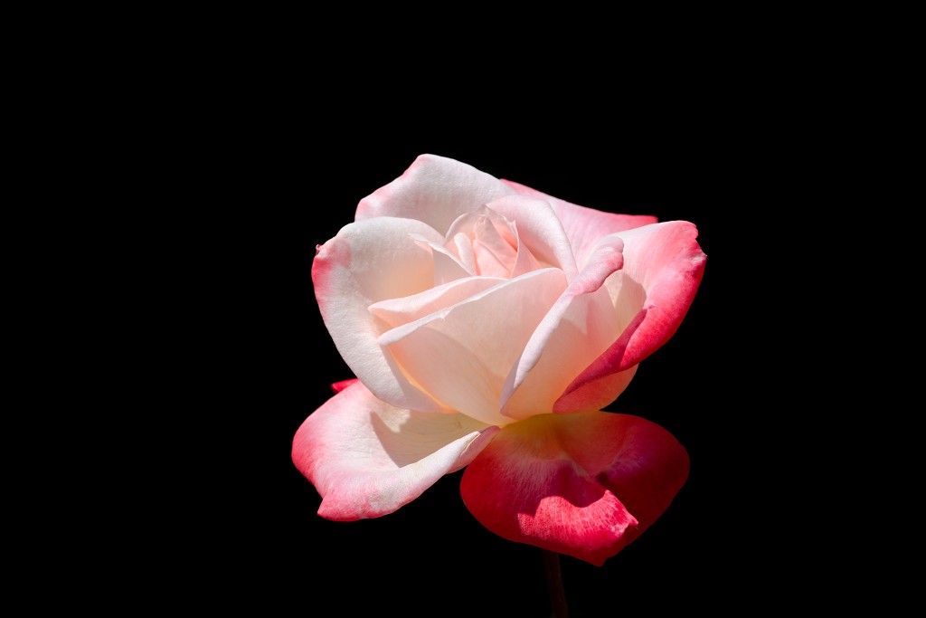 Rozentuin van Coloma